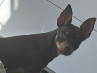 Zwergpinscher Mix Rüde jung