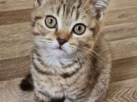 Britisch Kurzhaar bkh kitten