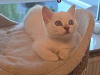 Wunderschöne BKH Siam Mix Kitten (Golden Shell Point x Blue Point) suchen ein Zuhause