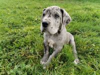 Deutsche Dogge Welpen