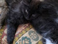 Reinrassige Maine Coon Kitten 5 Mädchen schwarz, smoke mit braunen Flecken