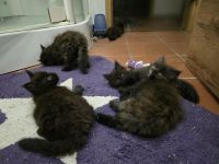 Reinrassige Maine Coon Kitten 5 grau schwarze Mädchen