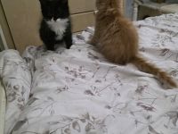 Reinrassige Maine Coon Kitten 1 Kater rot, 2 Katzen in  schwarz weiß