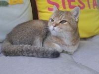 Britisch Kurzhaar Kater