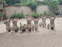 Schwedische Vallhund-Welpen zum Verkauf