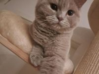Britisch Kurzhaar Kater