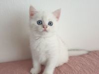 Reinrassige bkh  silver shaded point Junge sucht ihr liebevolles Zuhause