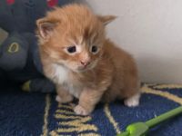Reinrassige Maine Coon Kitten