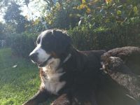 Berner Sennen Welpen / Berner Sennenhund Welpen