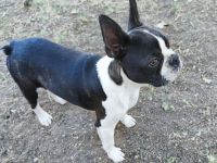 Boston Terrier Jungrüde, FCI Ahnentafel.