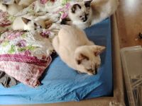 Ragdoll und Ragdollmixe