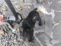 Französische Bulldogge Welpen
