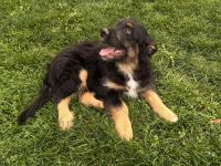 Australien Shepherd Briard Welpen -Wäller