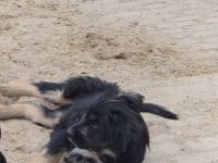 Australien Shepherd Briard Welpen -Wäller
