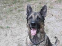 Juno, Deutscher Schäferhund, geb. ca. 2023, wünscht sich eine kombinierte Haus und Hofhaltung
