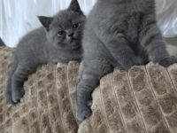 BKH Kitten in Blue