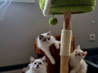 Großer Kitten-Alarm: zauberhafte Kitten suchen ihr Für-Immer-Schloss!