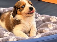 Wunderschöne Kooikerhondje Welpen