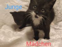 3 süße, verschmuste Kitten Katzenbaby suchen mitte Oktober ein schönes Zuhause