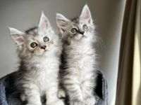 Gesunde Maine-Coon-Kätzchen suchen ein neues Zuhause