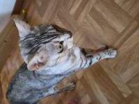 Katze in liebevolle erfahrene Hände abzugeben.