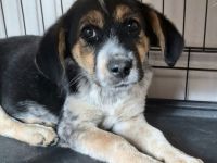 Foxi sucht ihr Für-immer-Zuhause
