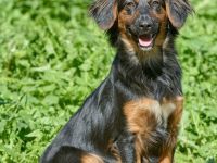 Athos: Ein Musketier zum Verlieben