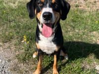 Rocco in 74214 Schöntal sucht sein Für-immer-Zuhause