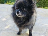 Pomeranien Mädchen Terisa
