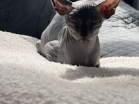 Wunderschöne Sphynx-Kitten suchen liebevolles Zuhause 🐾