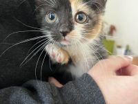 Katzenkind sucht neues Zuhause