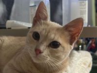Nike &  Nontas - süße best Buddys auf der Suche nach dem perfekten Menschenmatch, 1.5J