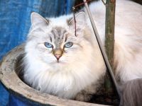 Schmusetigerin aus der Rasse Neva Masquarade