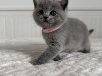 BKH Kitten Britisch Kurzhaar Katzen reinrassig in blau