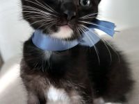 Sieben süße EKH-Kitten suchen ihr Für-immer-Zuhause