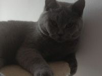 BKH Deckkater in Blue