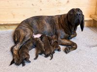 Reinrassige Hannoversche Schweißhunde --- Welpen (3 Hündinnen, 2 Rüden)