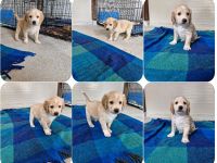 Geschwister auf der Suche nach ihren Zuhause. Nevio, Woody, Basti, Ronja, Caramelie, Molly, Elpida
