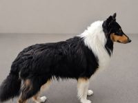 Tricolor Collie Deckrüde