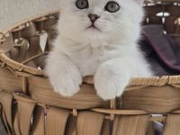 Zauberhafte BKH Kitten in Silver-Chinchilla🐾