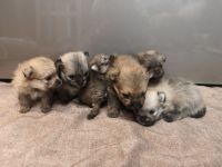 Wunderschöne Pomeranian Zwergspitz Welpen