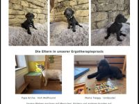 50% irischerwolfshund / 50% Grosspudel, Hammermische, 20% Therapeutenrabatt
