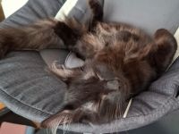 Sibirische Waldkatze Kater schwarz braun männlich