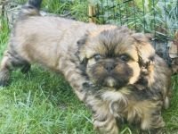 Shih Tzu Welpen suchen zuhause