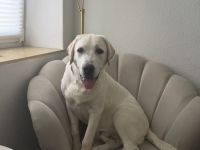 Labrador