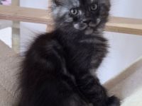 Maine Coon Kitten