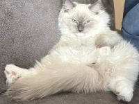 Ragdoll Kitten Kater sucht seine Menschen