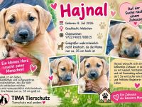 4 Hundewelpen suchen ein Zuhaus