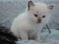 Ragdoll Kitten mit Stammbaum