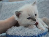 Ragdoll Kitten mit Stammbaum